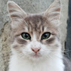 Jooni