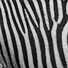 Zebra Zebryanskaya