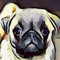 Puggo