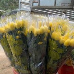 Hoa Đà Lạt