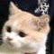 bongb_byqr