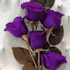 نازنین محبی