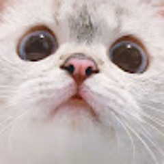 해쥬쥬