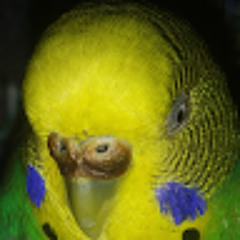Preymachok
