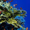 Diving School
