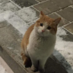 hyegg