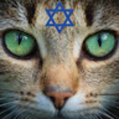 k1tty cat