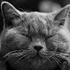 Warrior cats Blaustern