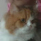 sejas seif