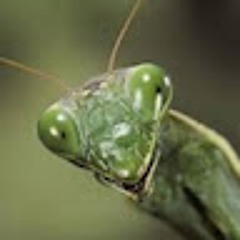BrainMantis