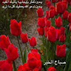 سيد صقر صقر