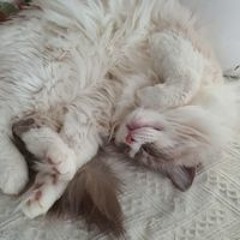 Trương Bảo Châu