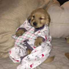 doggo12