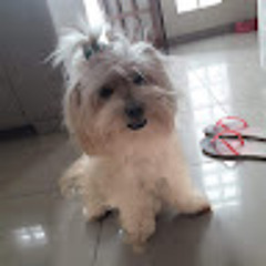 ツBelli