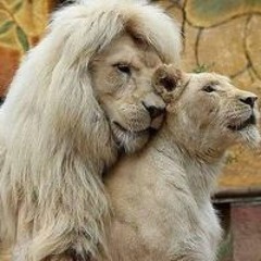 Bondok Lion