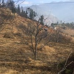 Sonam Dorji