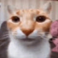 mew mew
