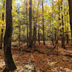 Media for transformation