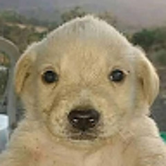 perro en youtube