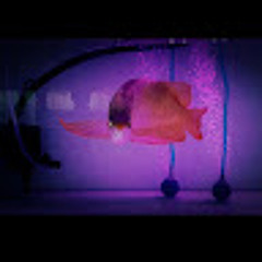 arwana muda “Acheng”