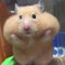 고시준
