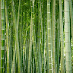 Bamboo