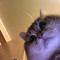 kat