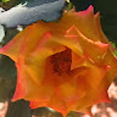 Ruchi Jain 4