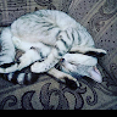 兄弟JOSÉ EDUARDO CAMPOSECO