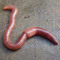 diseasedworm