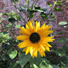 Sunny Q