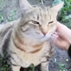 Бибизянка Милосердов