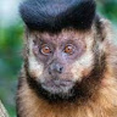 Pedro07