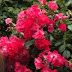 Sulafa Yahya