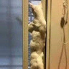 이매