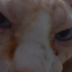 Дима Гончаренко