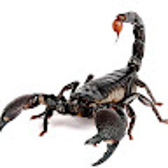 Гъалиб Байрамалиев