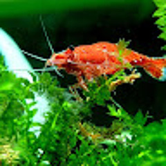 French_ aquascapeur