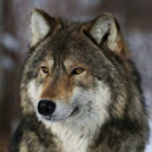 Wolfsfrau P.’s avatar