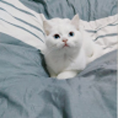 小貓白
