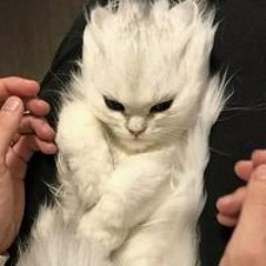 Л.Отгон Баяр