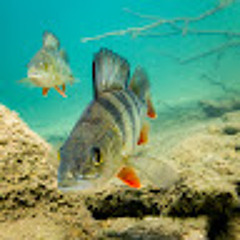 Danielius Nakrošius