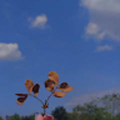 Tannu