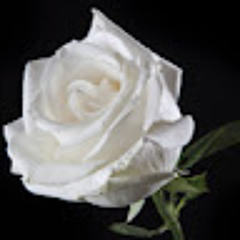 vg_roses