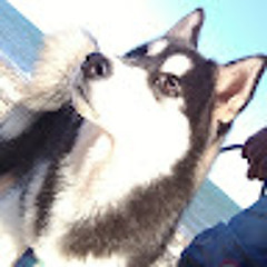 LUCKY and street dog's