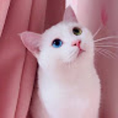 あくあすぺしゃる