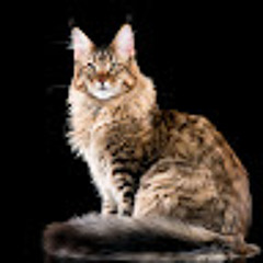 KronixosNeko