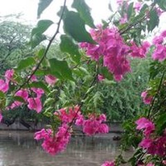 Farwa Khan