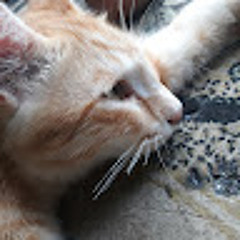 nargs tahmasbi