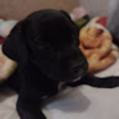 Carmona Galves Antonio